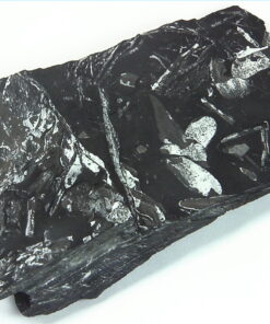 Coal Specimen From Pennsylvania MS,791