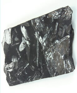 Coal Specimen From Pennsylvania MS,791