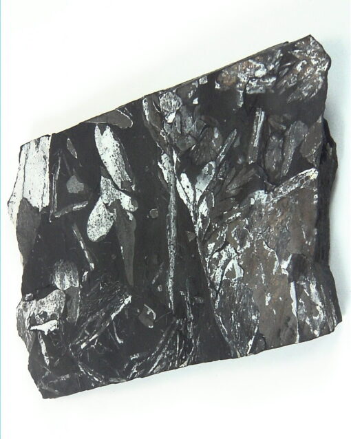 Coal Specimen From Pennsylvania MS,791