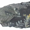 Coal Specimen From Pennsylvania MS,792