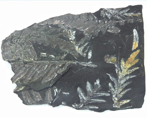 Coal Specimen From Pennsylvania MS,792