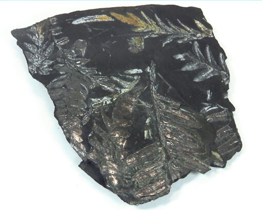 Coal Specimen From Pennsylvania MS,792