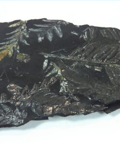 Coal Specimen From Pennsylvania MS,792