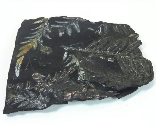 Coal Specimen From Pennsylvania MS,792