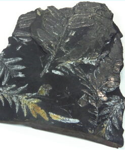 Coal Specimen From Pennsylvania MS,792