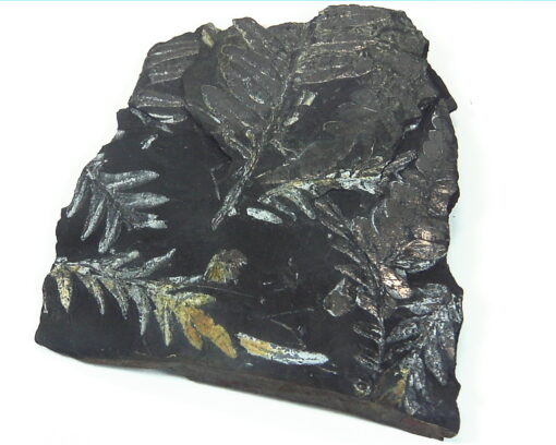 Coal Specimen From Pennsylvania MS,792