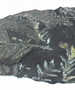 Coal Specimen From Pennsylvania MS,792
