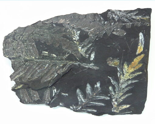 Coal Specimen From Pennsylvania MS,792