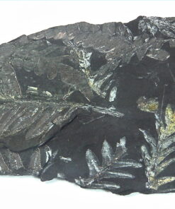 Coal Specimen From Pennsylvania MS,792
