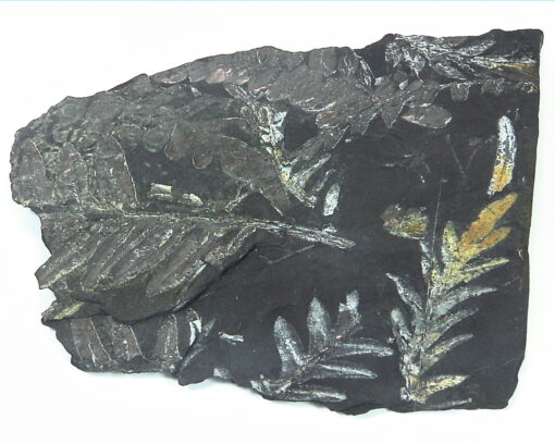 Coal Specimen From Pennsylvania MS,792