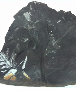 Coal Specimen From Pennsylvania MS,792