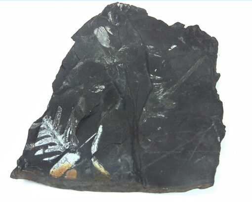 Coal Specimen From Pennsylvania MS,792