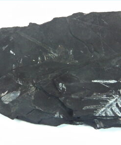 Coal Specimen From Pennsylvania MS,792