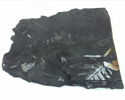 Coal Specimen From Pennsylvania MS,792