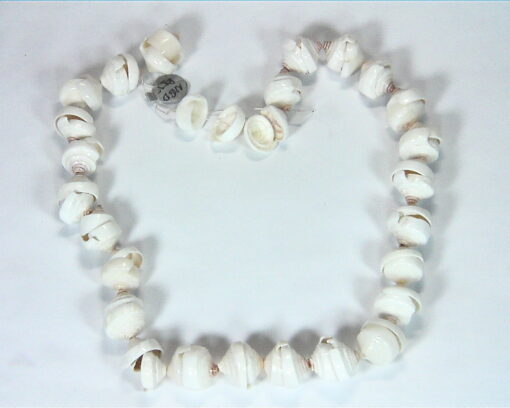 Sea Shell Necklace NBD,855