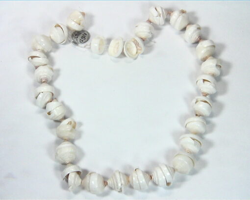 Sea Shell Necklace NBD,855