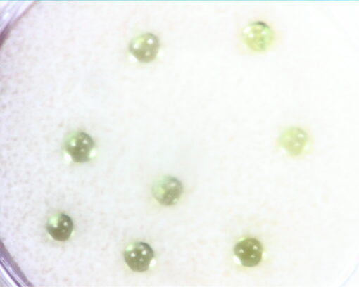 Peridot Natural Genuine Gemstones Round Cabochon 2.00 CT GSG 561 - Image 7