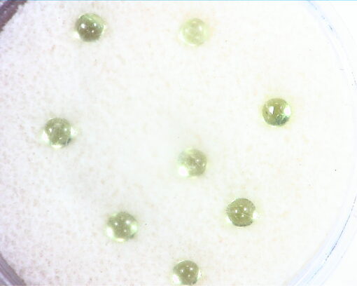 Peridot Natural Genuine Gemstones Round Cabochon 2.00 CT GSG 561