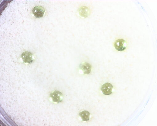 Peridot Natural Genuine Gemstones Round Cabochon 2.00 CT GSG 561 - Image 2