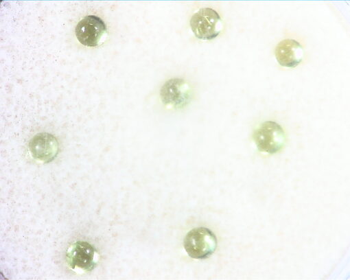 Peridot Natural Genuine Gemstones Round Cabochon 2.00 CT GSG 561 - Image 4